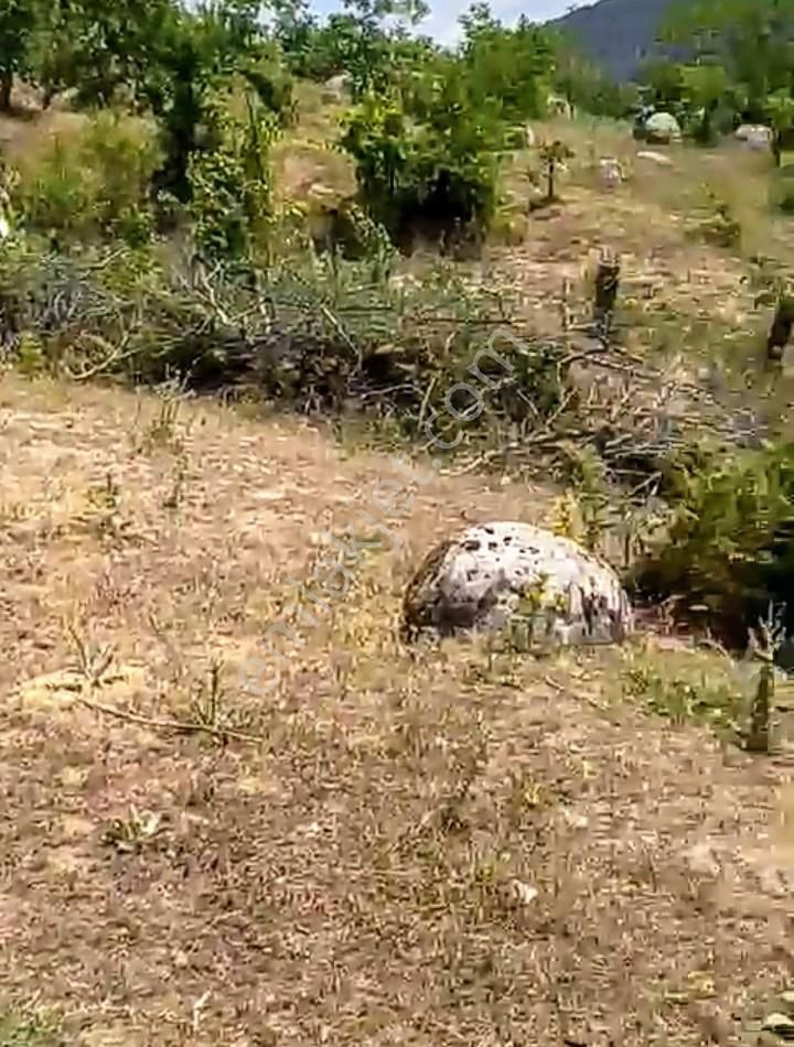 Balıkesir Burhaniye Avunduk Bölgesinde Satılık Yayla Bahçesi - Görsel 4