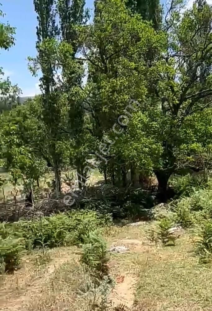 Balıkesir Burhaniye Avunduk Bölgesinde Satılık Yayla Bahçesi - Görsel 8