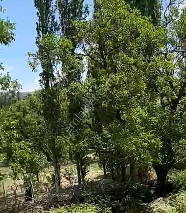 Balıkesir Burhaniye Avunduk Bölgesinde Satılık Yayla Bahçesi - Görsel 13