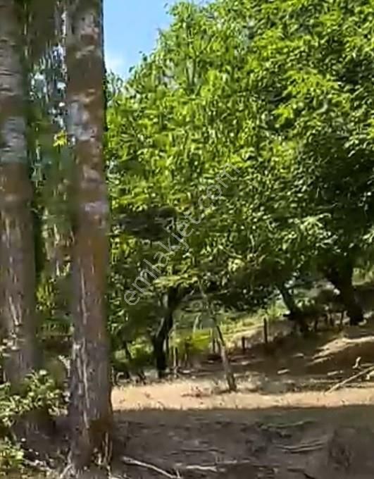 Balıkesir Burhaniye Avunduk Bölgesinde Satılık Yayla Bahçesi - Görsel 12