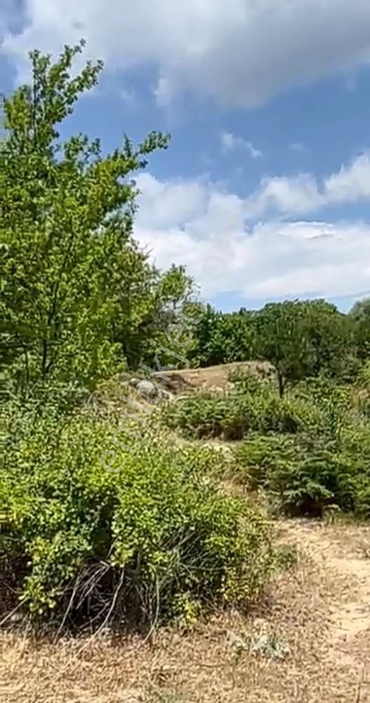 Balıkesir Burhaniye Avunduk Bölgesinde Satılık Yayla Bahçesi - Görsel 6