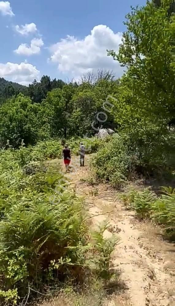 Balıkesir Burhaniye Avunduk Bölgesinde Satılık Yayla Bahçesi - Görsel 15