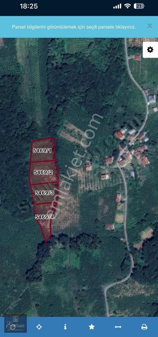 Ordu Ünye Sahilköyde Satılık Fındık Bahçeleri