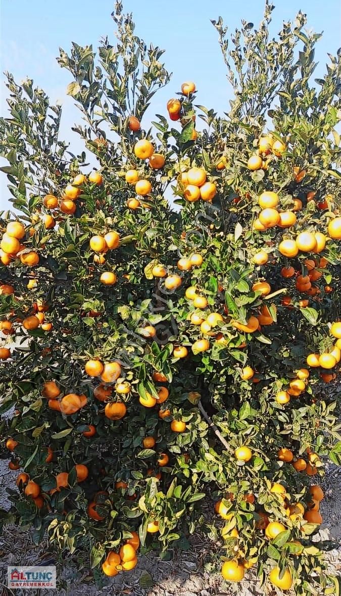 Karataş Narkulak Satılık Dikenli Limon Bahçesi - Görsel 3