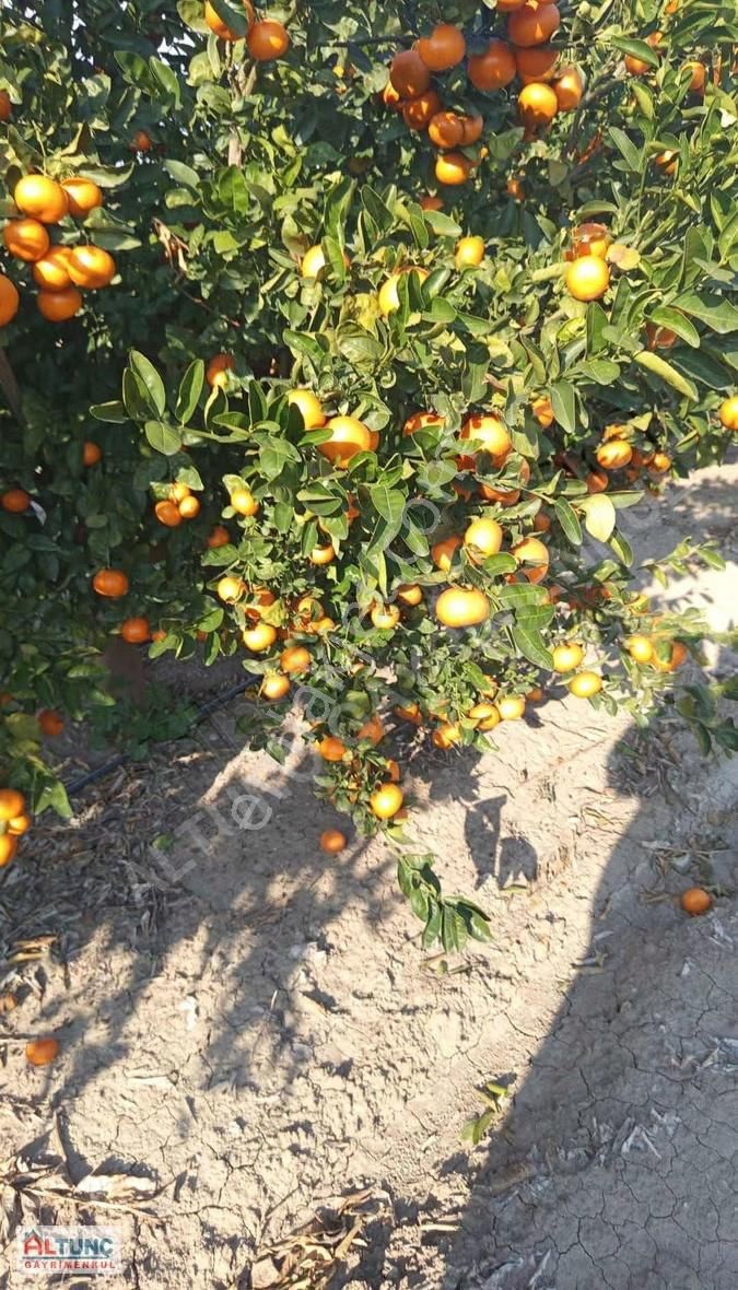 Karataş Narkulak Satılık Dikenli Limon Bahçesi - Görsel 2