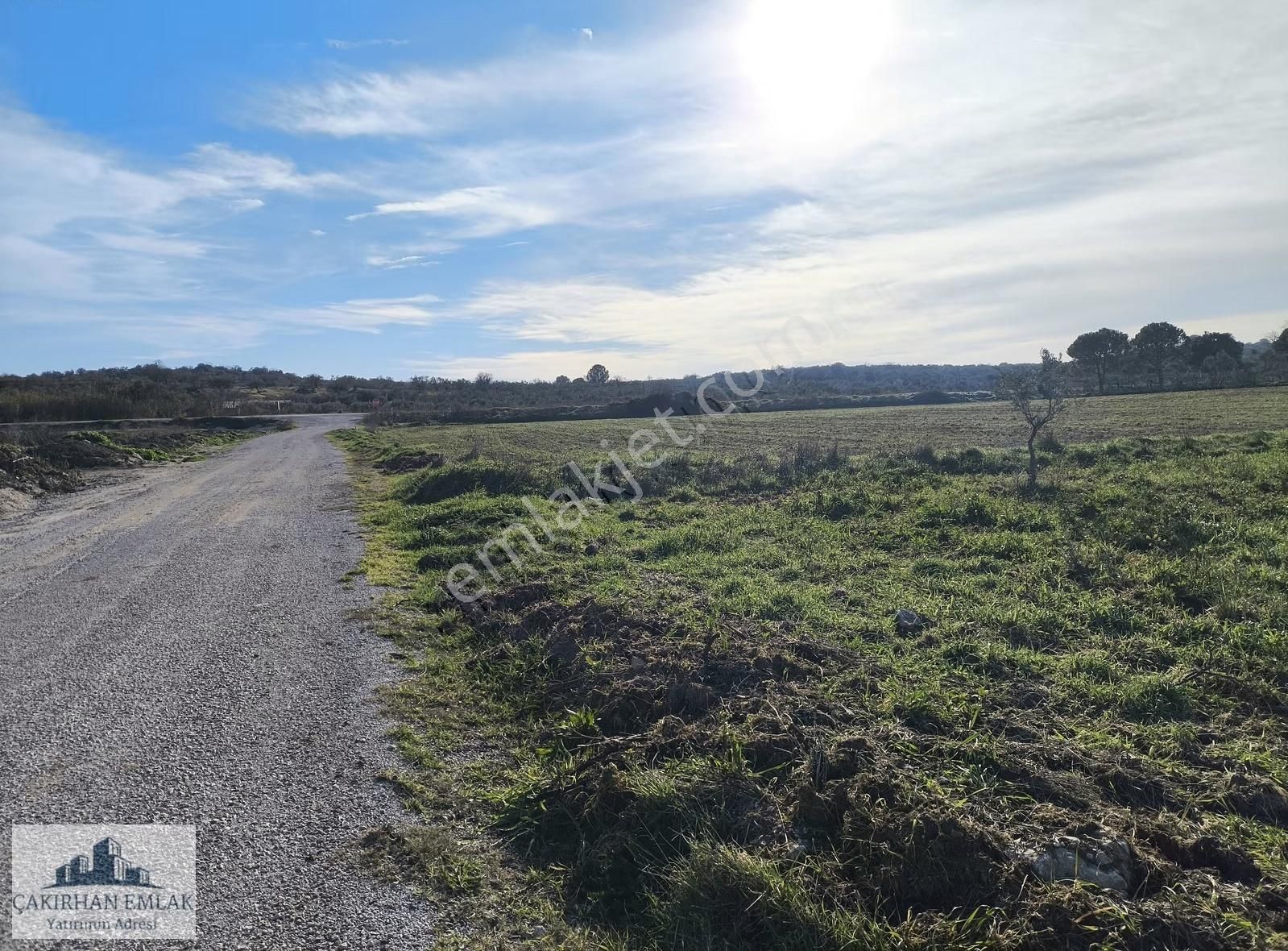 Çandarlı İzmir Girişi Kadastro Yolu Olan Satılık Zeytinli Tarla - Görsel 3