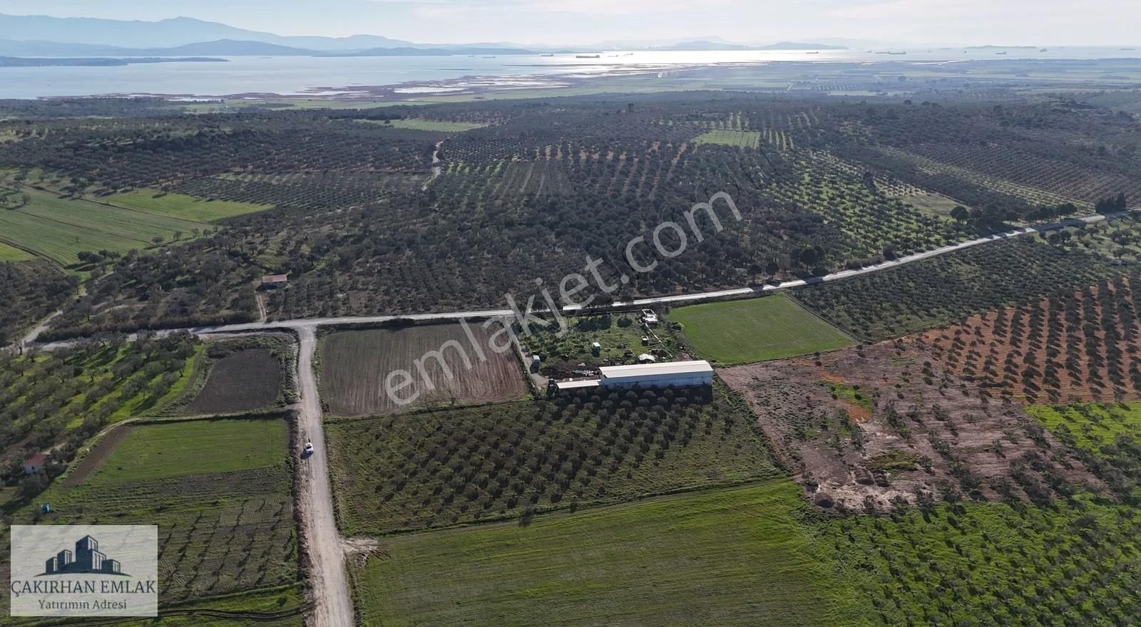 Çandarlı İzmir Girişi Kadastro Yolu Olan Satılık Zeytinli Tarla - Görsel 5