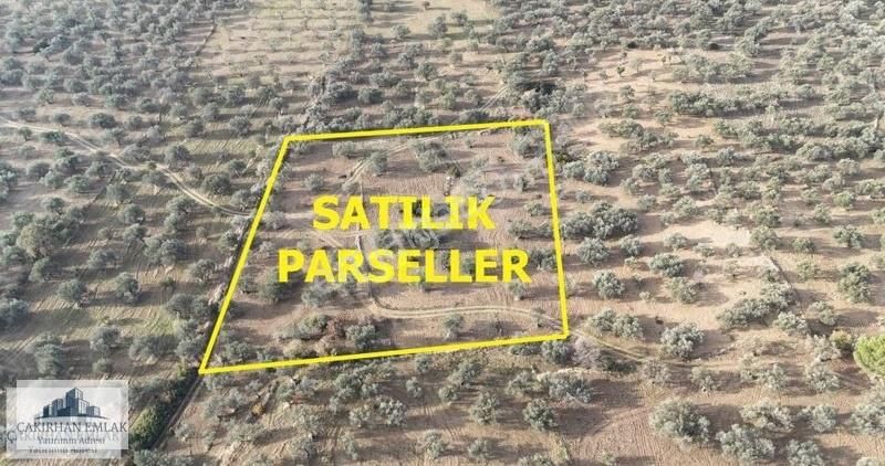 Yenişakran Da Merkeze Denize Ve Asfalta Yakın Satılık Zeytinlik