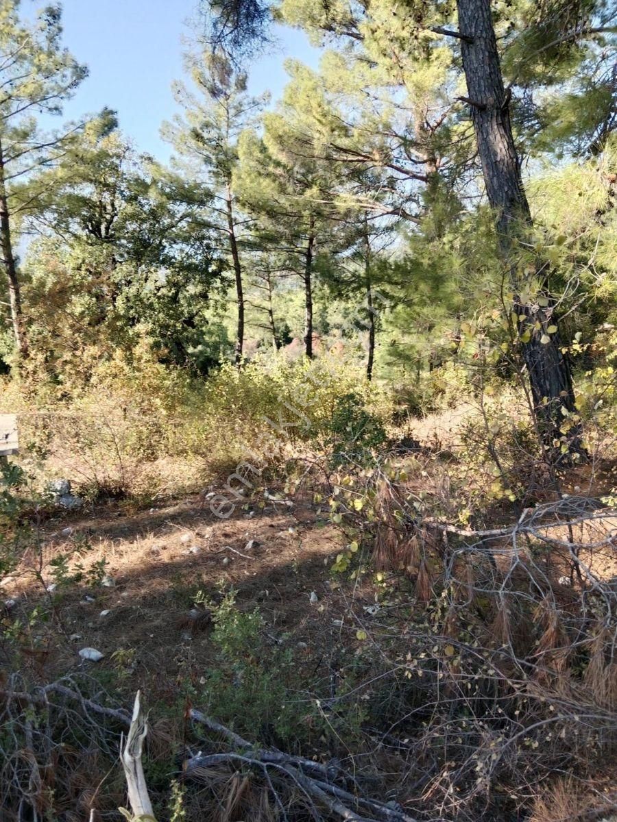 Grow Emlak Satılık 3100 M2 Tarla - Görsel 5