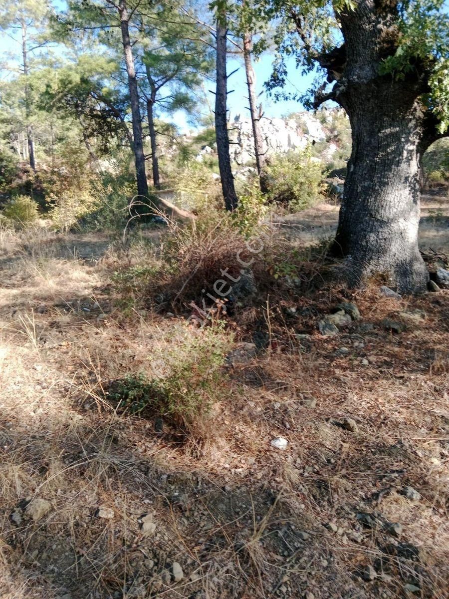 Grow Emlak Satılık 3100 M2 Tarla - Görsel 7