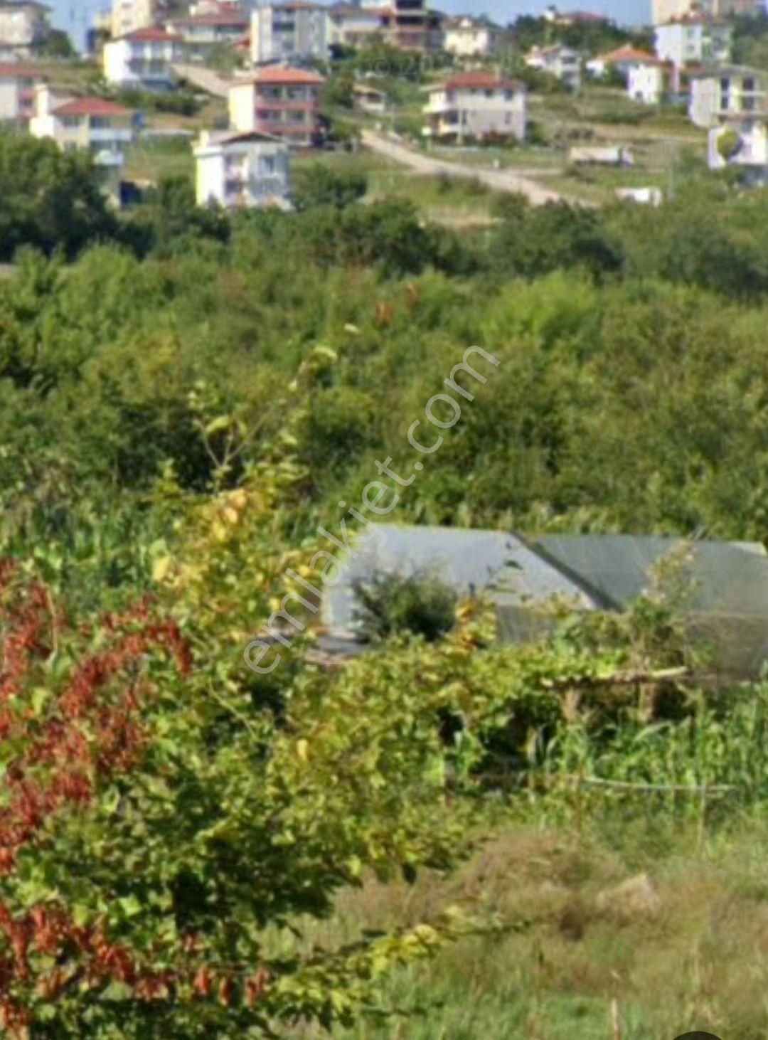 Sinop Merkez Korucuk Mahallesi 457 M² Satılık Arsa - Görsel 8