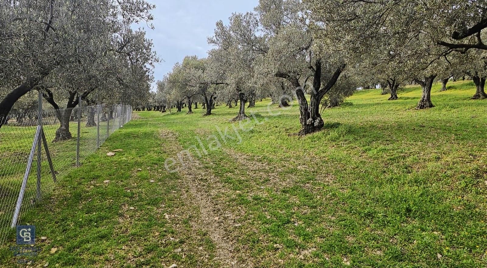 Foça Gerenköy'de Satılık Hisseli Zeytinli Tarla