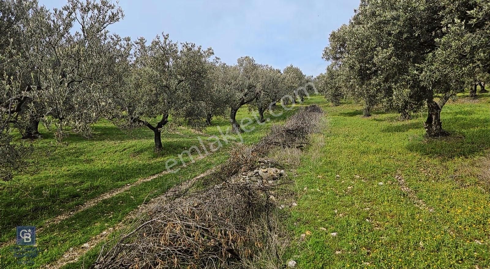 Foça Gerenköy'de Satılık Hisseli Zeytinli Tarla - Görsel 19