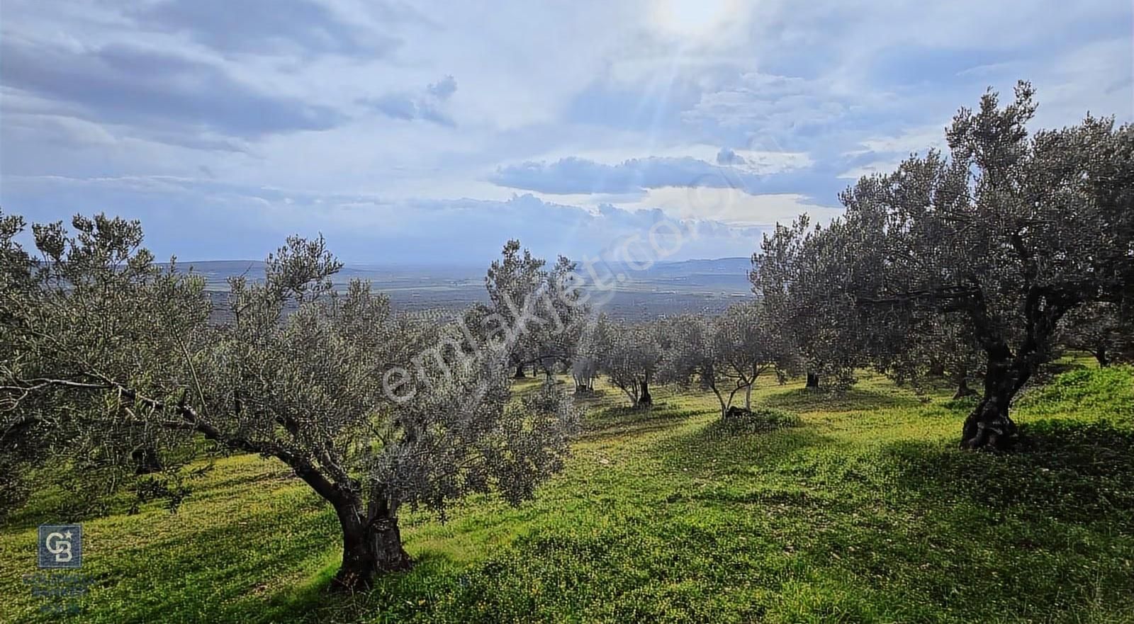 Foça Gerenköy'de Satılık Hisseli Zeytinli Tarla - Görsel 8