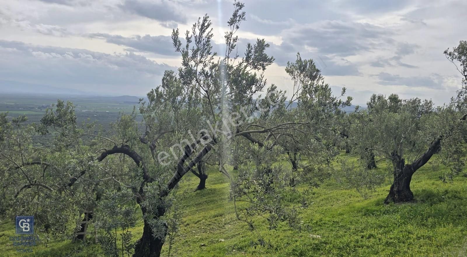 Foça Gerenköy'de Satılık Hisseli Zeytinli Tarla - Görsel 14