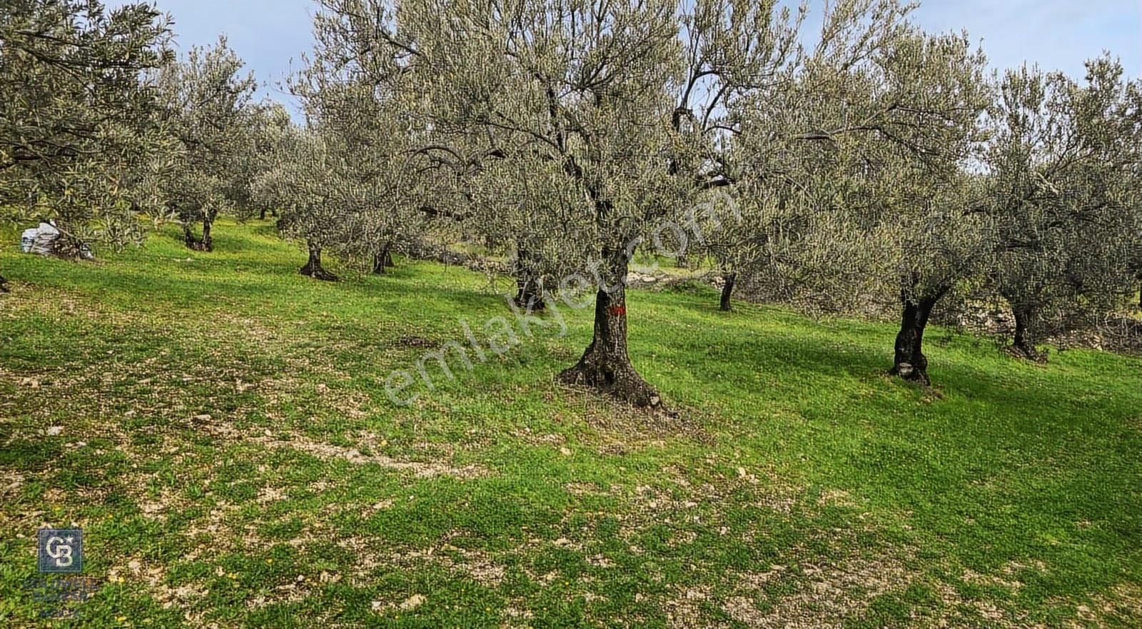 Foça Gerenköy'de Satılık Hisseli Zeytinli Tarla - Görsel 17
