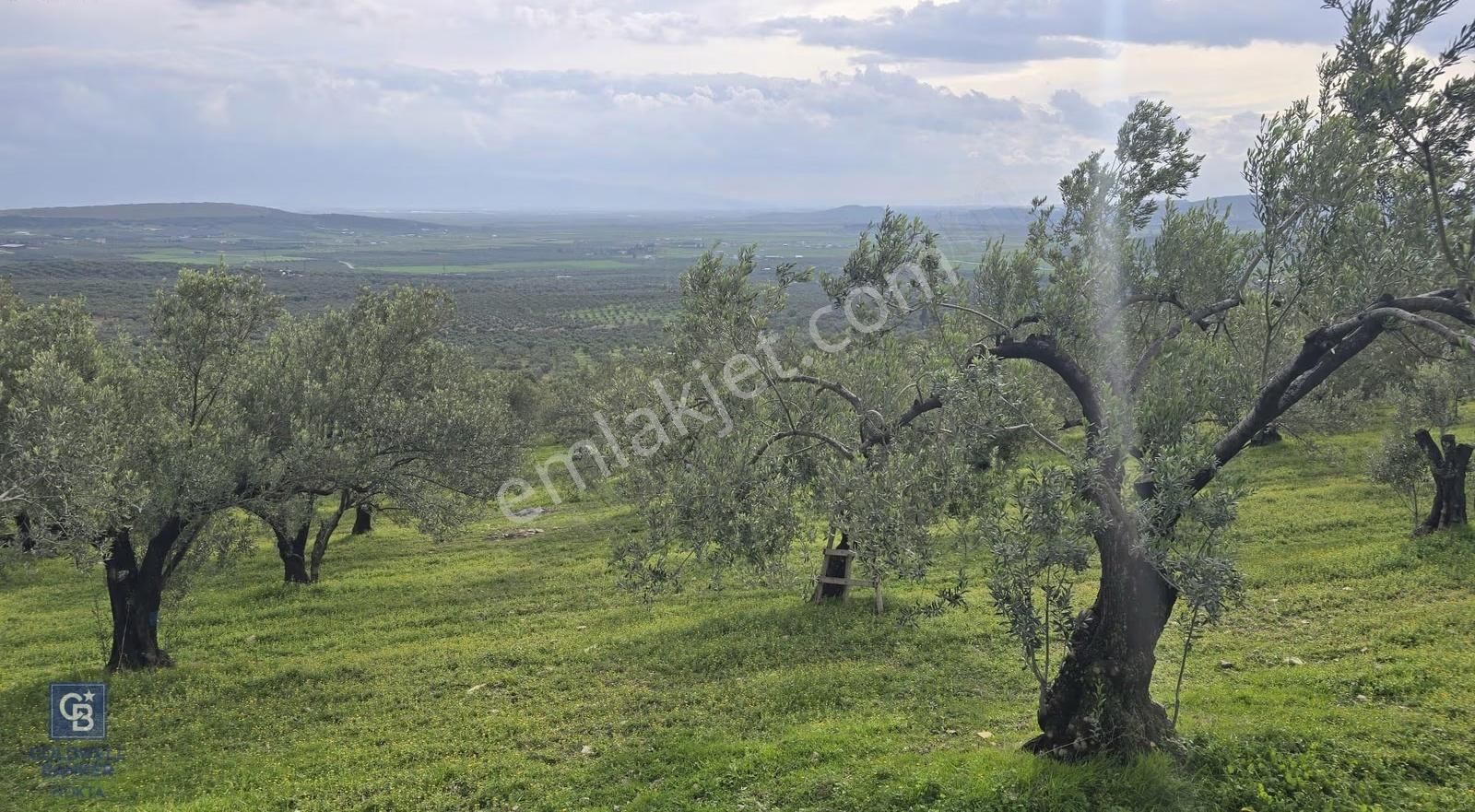 Foça Gerenköy'de Satılık Hisseli Zeytinli Tarla - Görsel 20