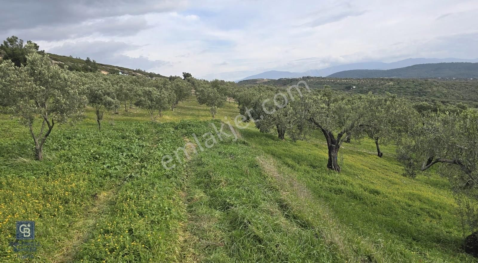 Foça Gerenköy'de Satılık Hisseli Zeytinli Tarla - Görsel 6