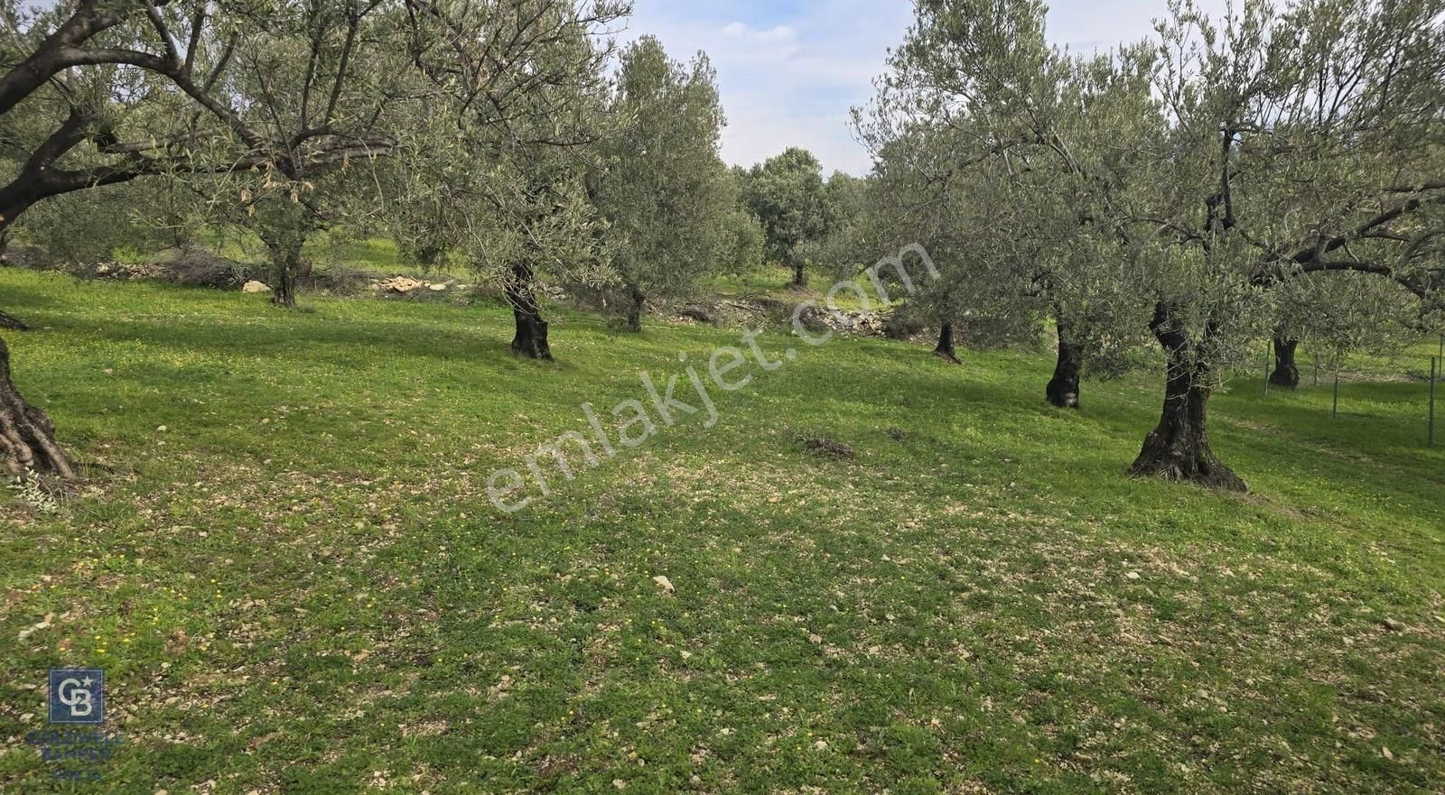 Foça Gerenköy'de Satılık Hisseli Zeytinli Tarla - Görsel 2