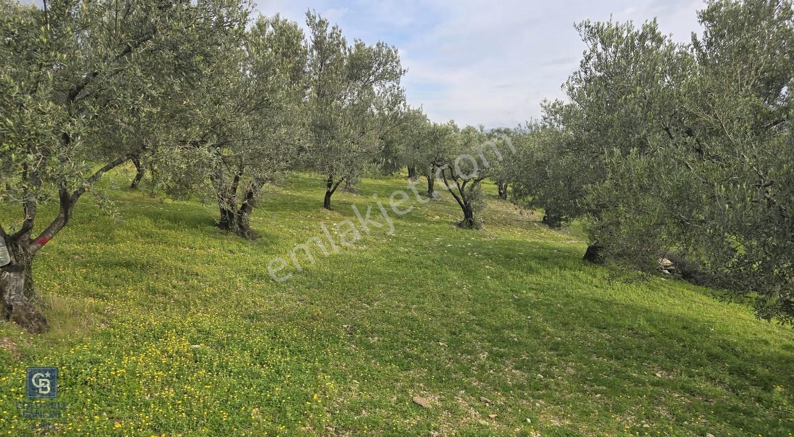 Foça Gerenköy'de Satılık Hisseli Zeytinli Tarla - Görsel 23
