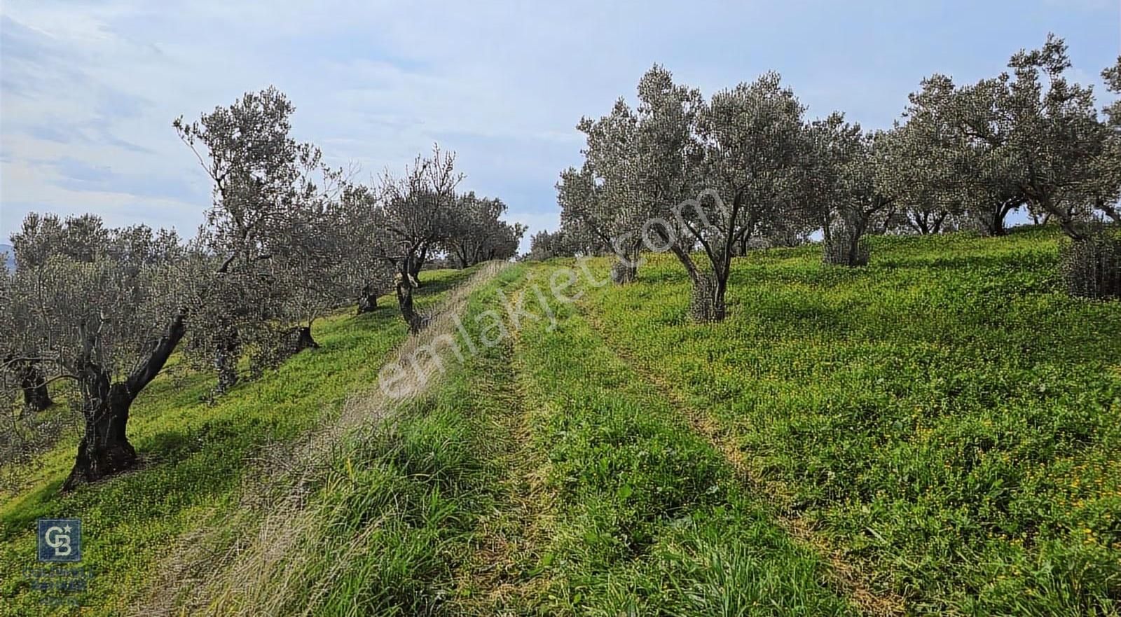 Foça Gerenköy'de Satılık Hisseli Zeytinli Tarla - Görsel 5