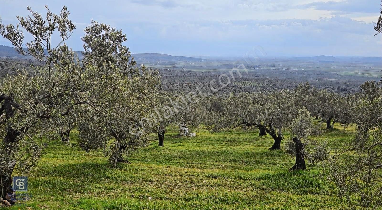 Foça Gerenköy'de Satılık Hisseli Zeytinli Tarla - Görsel 35