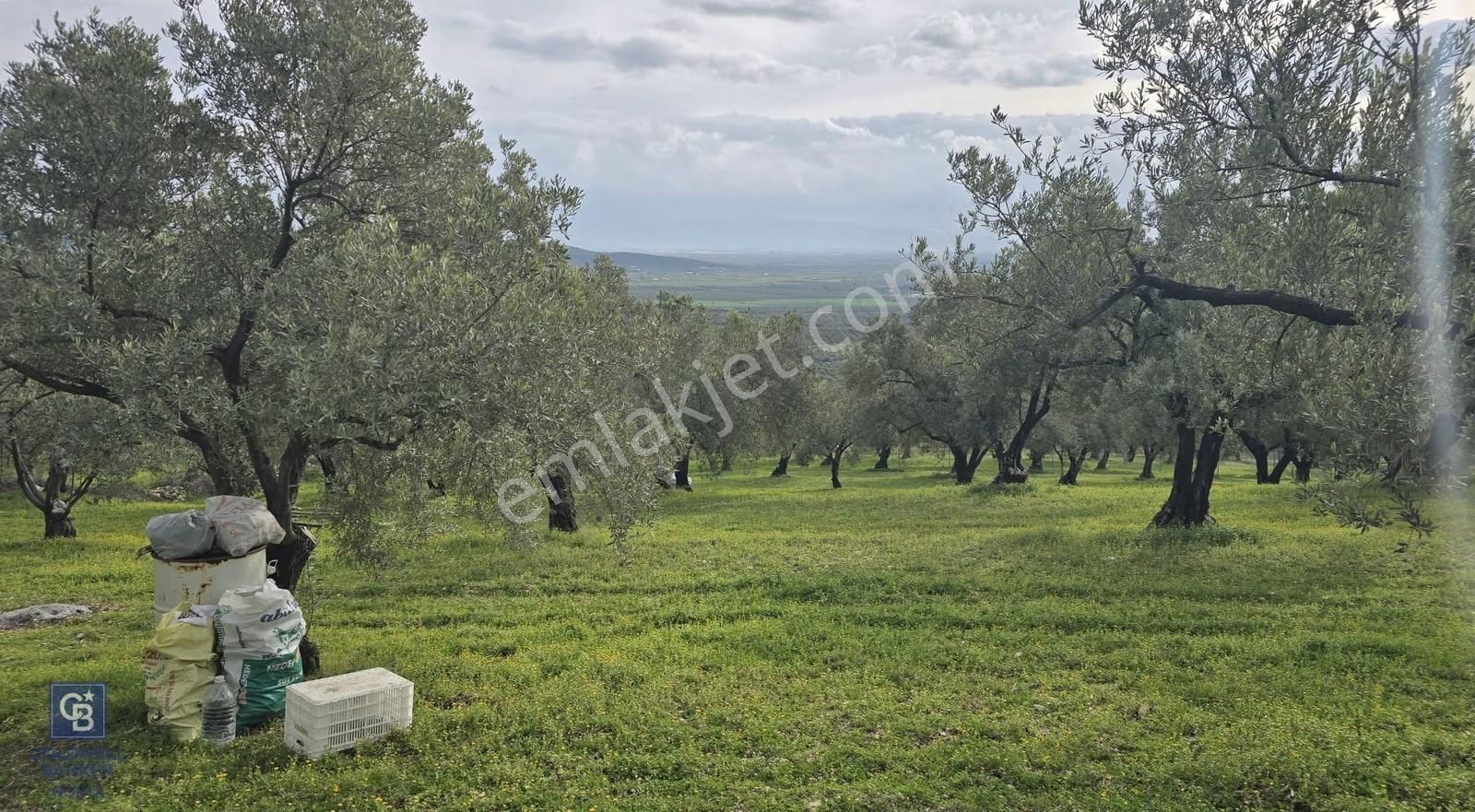 Foça Gerenköy'de Satılık Hisseli Zeytinli Tarla - Görsel 10