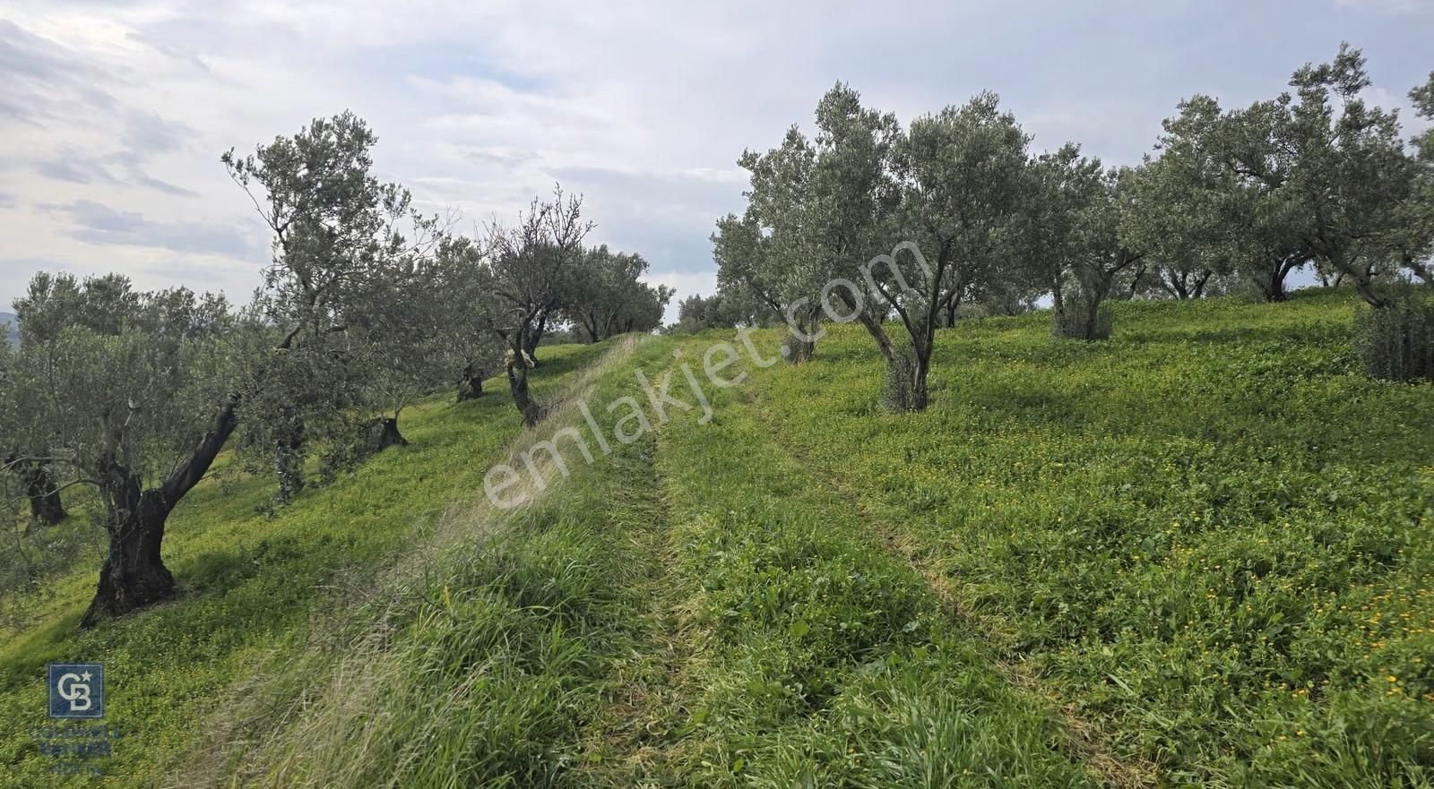 Foça Gerenköy'de Satılık Hisseli Zeytinli Tarla - Görsel 34