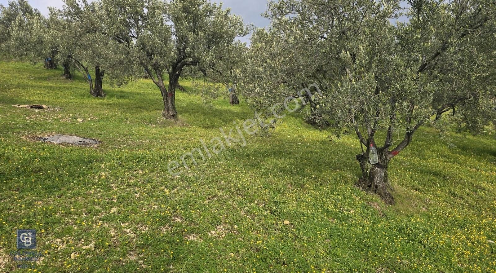 Foça Gerenköy'de Satılık Hisseli Zeytinli Tarla - Görsel 33