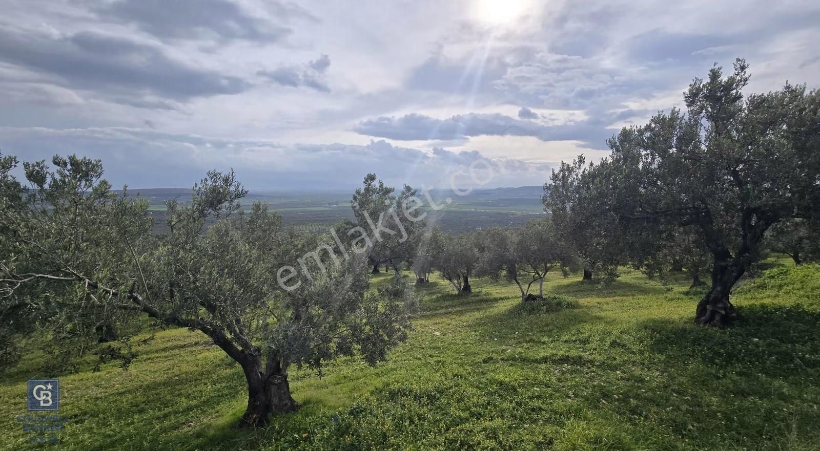 Foça Gerenköy'de Satılık Hisseli Zeytinli Tarla - Görsel 15