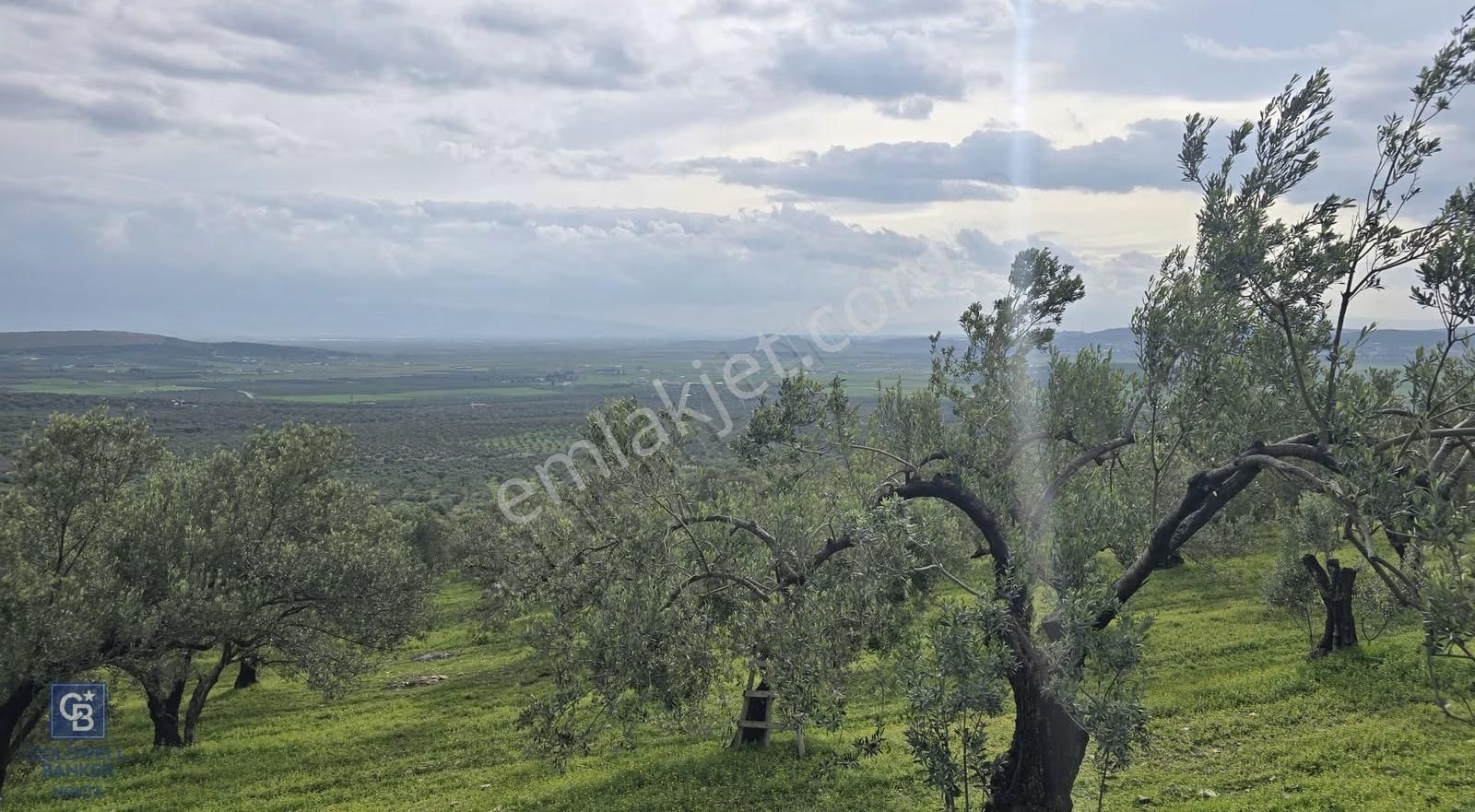 Foça Gerenköy'de Satılık Hisseli Zeytinli Tarla - Görsel 28