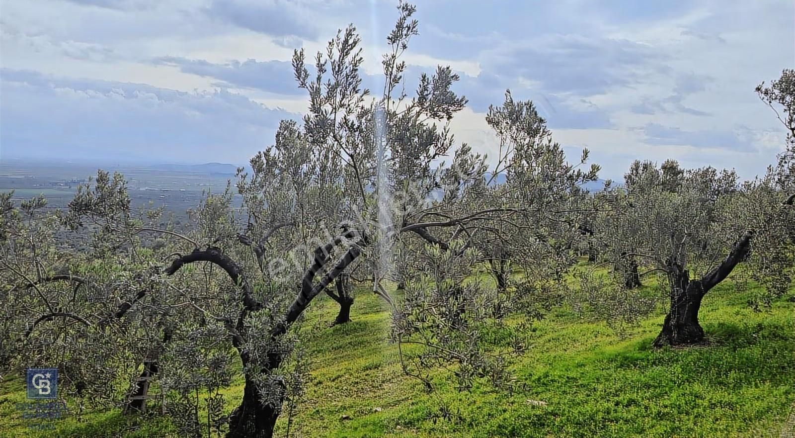 Foça Gerenköy'de Satılık Hisseli Zeytinli Tarla - Görsel 4