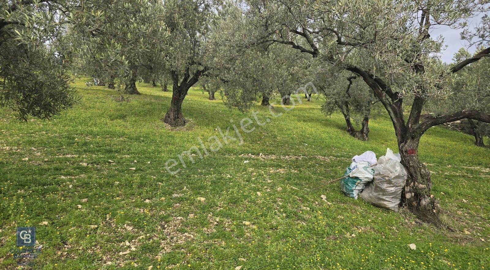 Foça Gerenköy'de Satılık Hisseli Zeytinli Tarla - Görsel 26