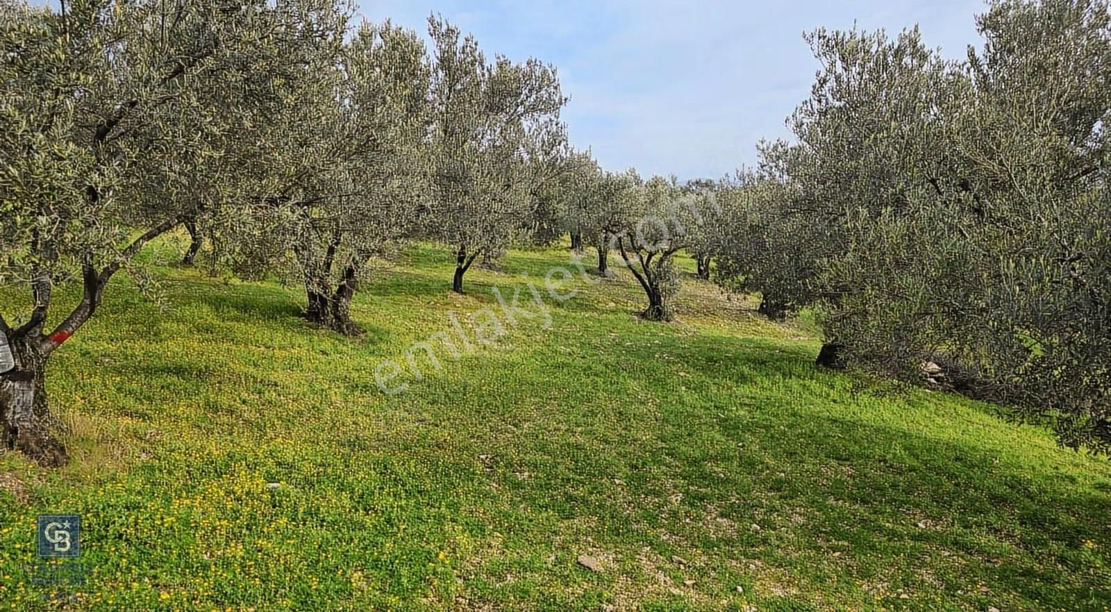 Foça Gerenköy'de Satılık Hisseli Zeytinli Tarla - Görsel 7