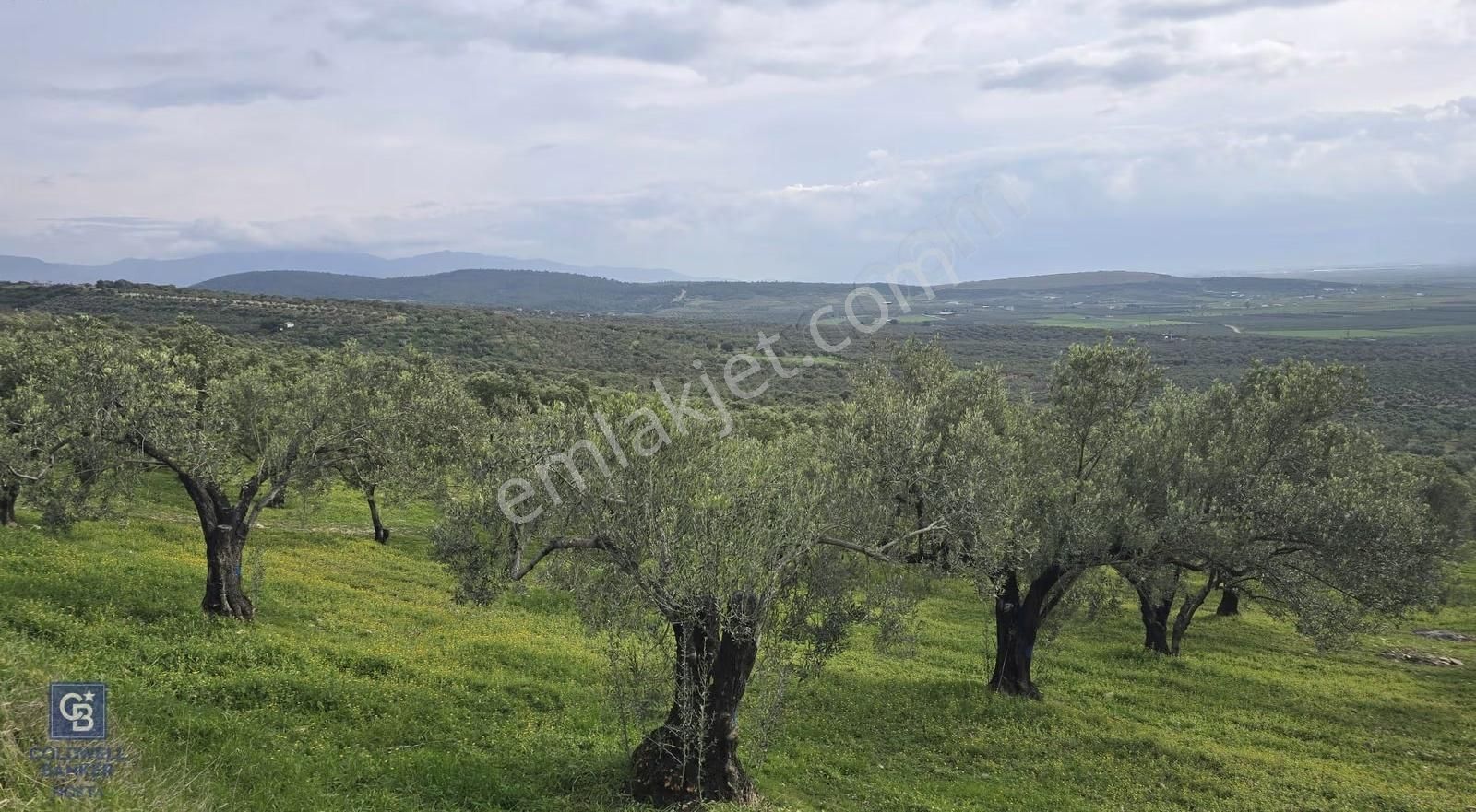 Foça Gerenköy'de Satılık Hisseli Zeytinli Tarla - Görsel 30
