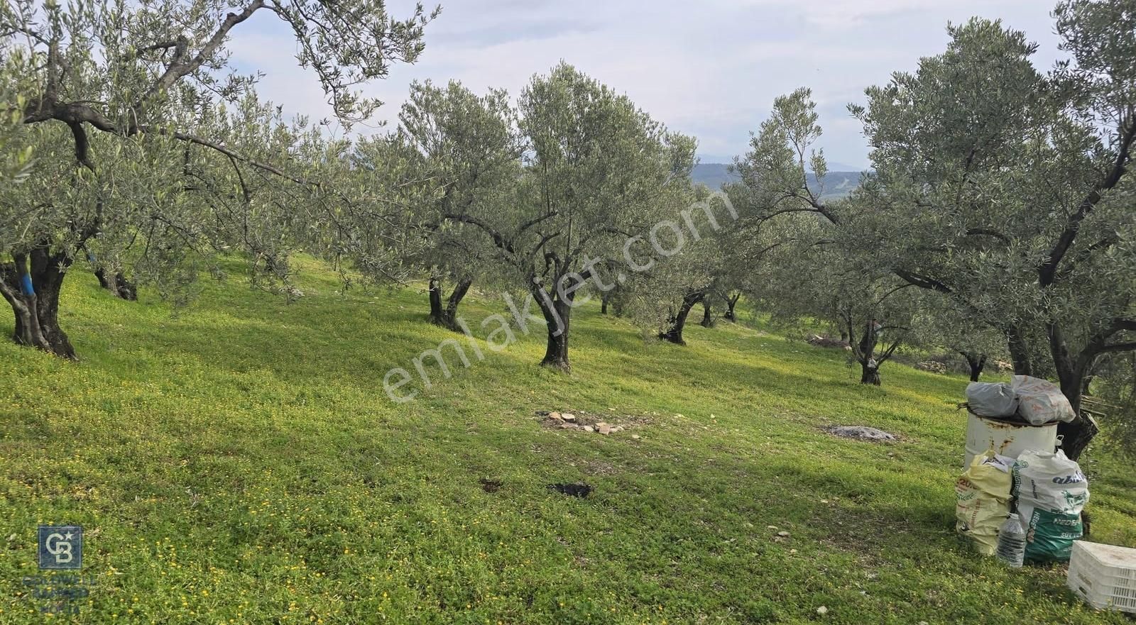 Foça Gerenköy'de Satılık Hisseli Zeytinli Tarla - Görsel 18