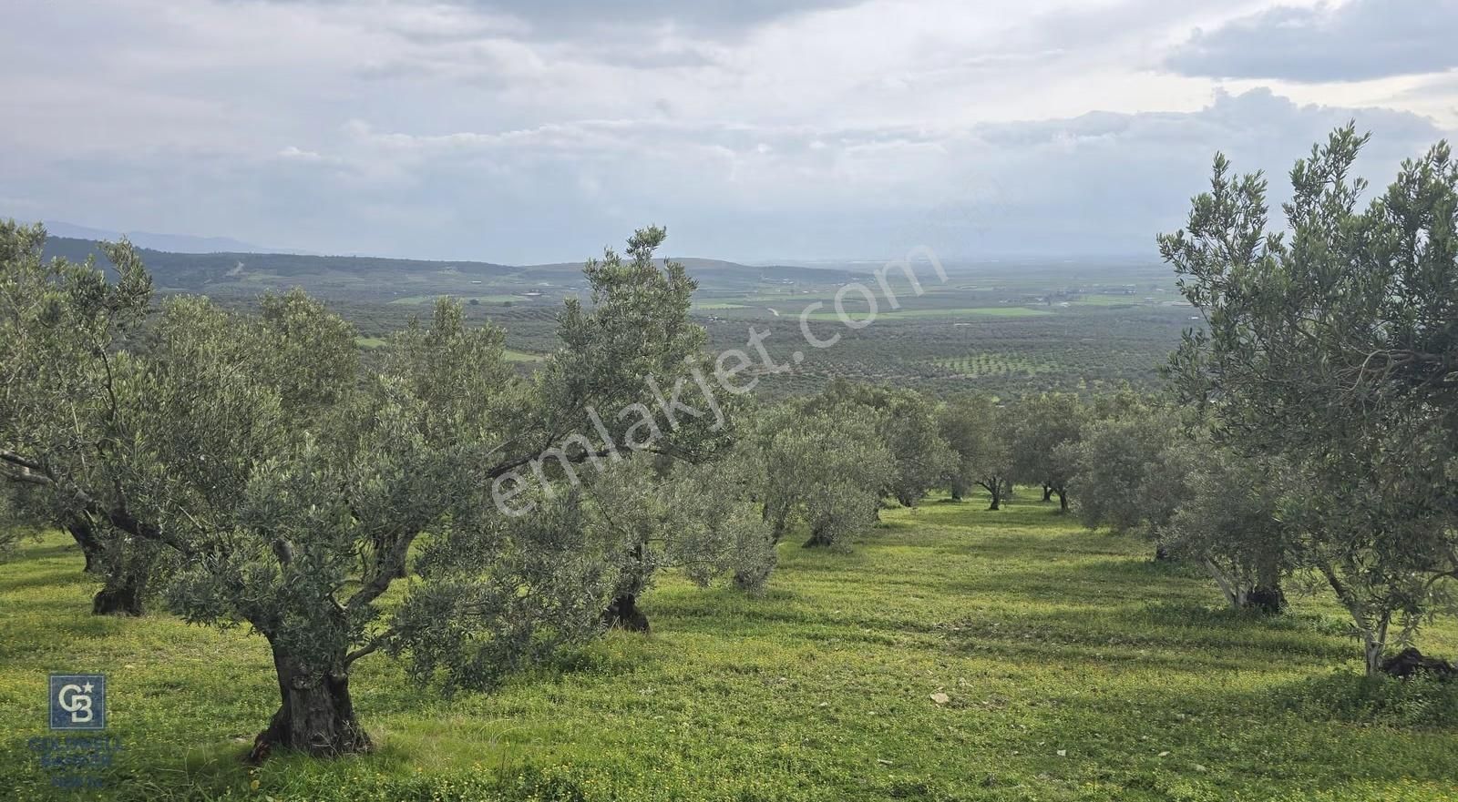 Foça Gerenköy'de Satılık Hisseli Zeytinli Tarla - Görsel 32