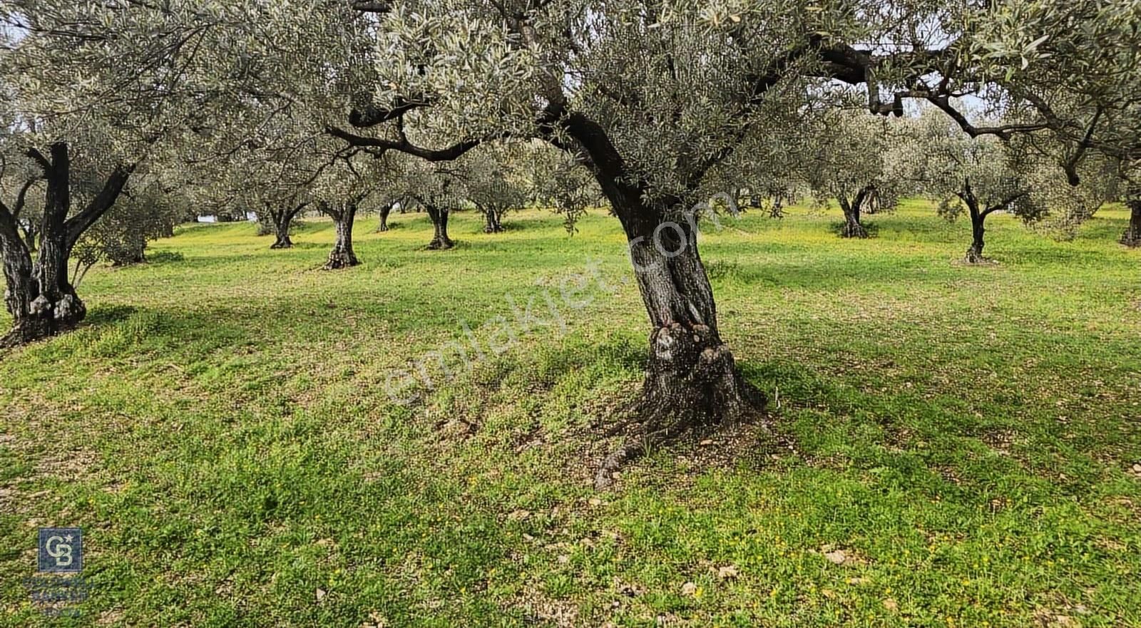 Foça Gerenköy'de Satılık Hisseli Zeytinli Tarla - Görsel 29