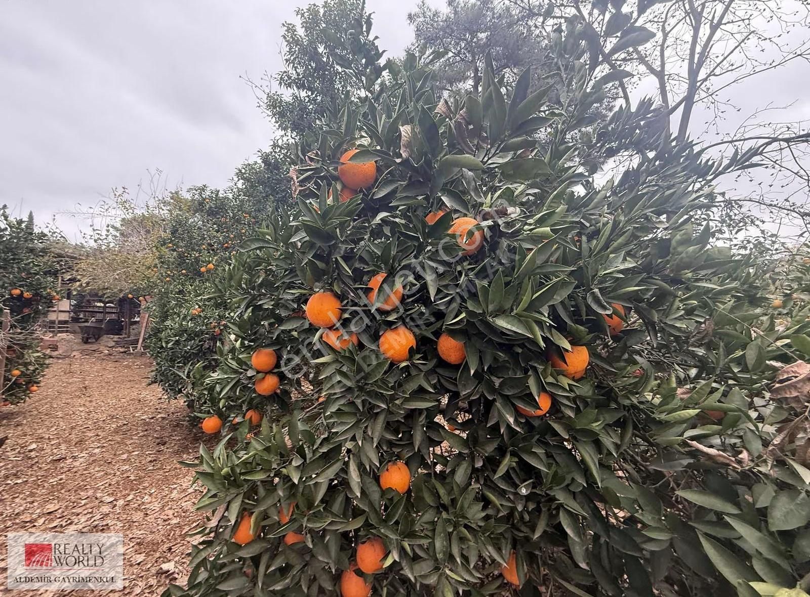 Antalya Döşemealtı Yalınlı Mah De Yazlık Bahçeli 1190 M2 Ev - Görsel 7