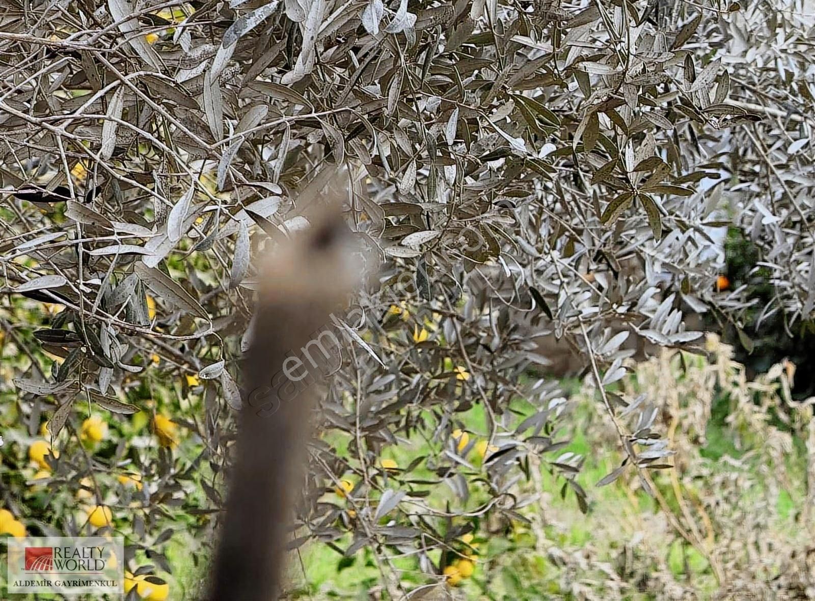 Antalya Döşemealtı Yalınlı Da 500 M2 Arsa - Görsel 15