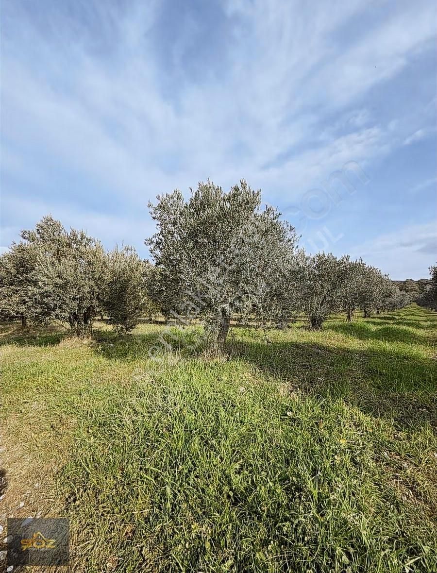 Kızlaralanı 2.400m2 Kooperatif Sulu-damlama Sistemi-yolu Var - Görsel 3