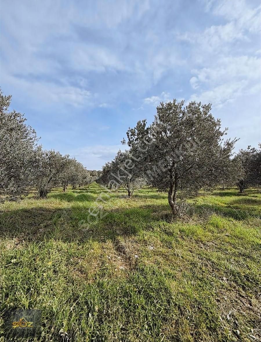 Kızlaralanı 2.400m2 Kooperatif Sulu-damlama Sistemi-yolu Var - Görsel 11