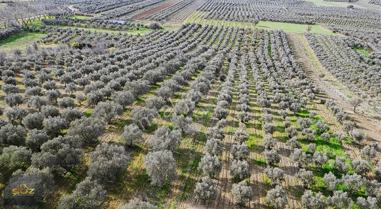 Kızlaralanı 2.400m2 Kooperatif Sulu-damlama Sistemi-yolu Var - Görsel 9