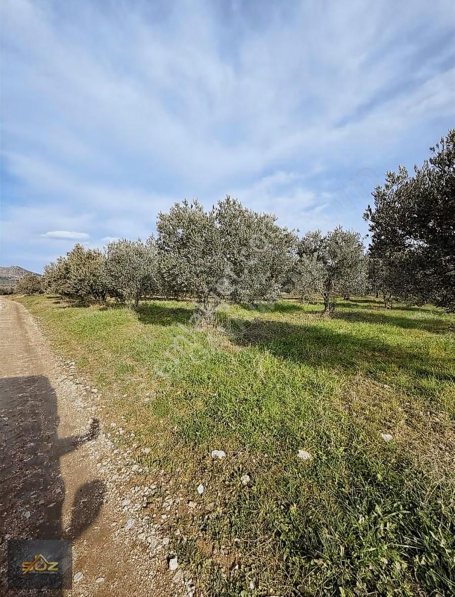 Kızlaralanı 2.400m2 Kooperatif Sulu-damlama Sistemi-yolu Var - Görsel 15