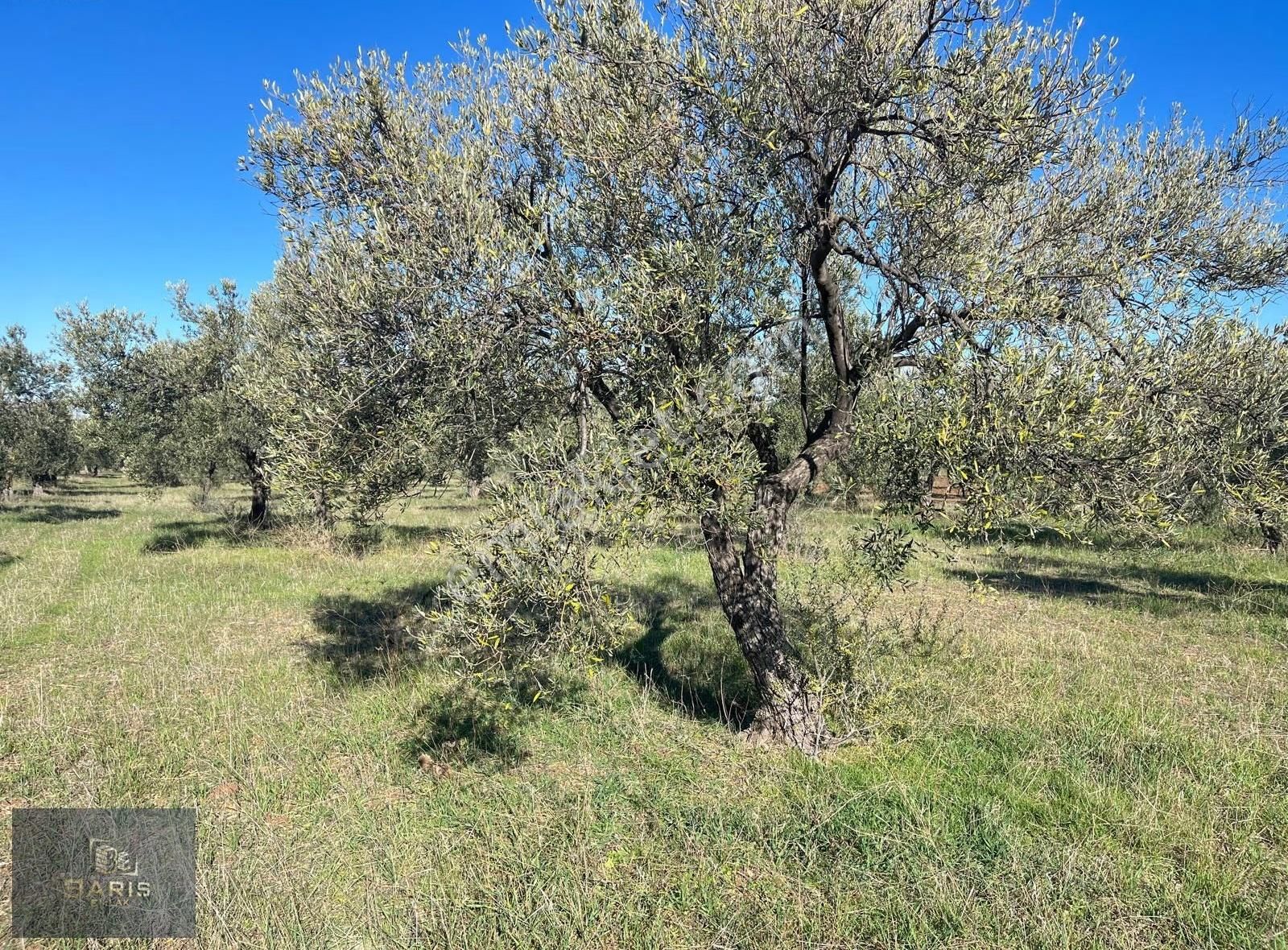 Çanakkale Geyikli Hürriyet Mahallesinde Satlık Kupon Zeytinlik - Görsel 14