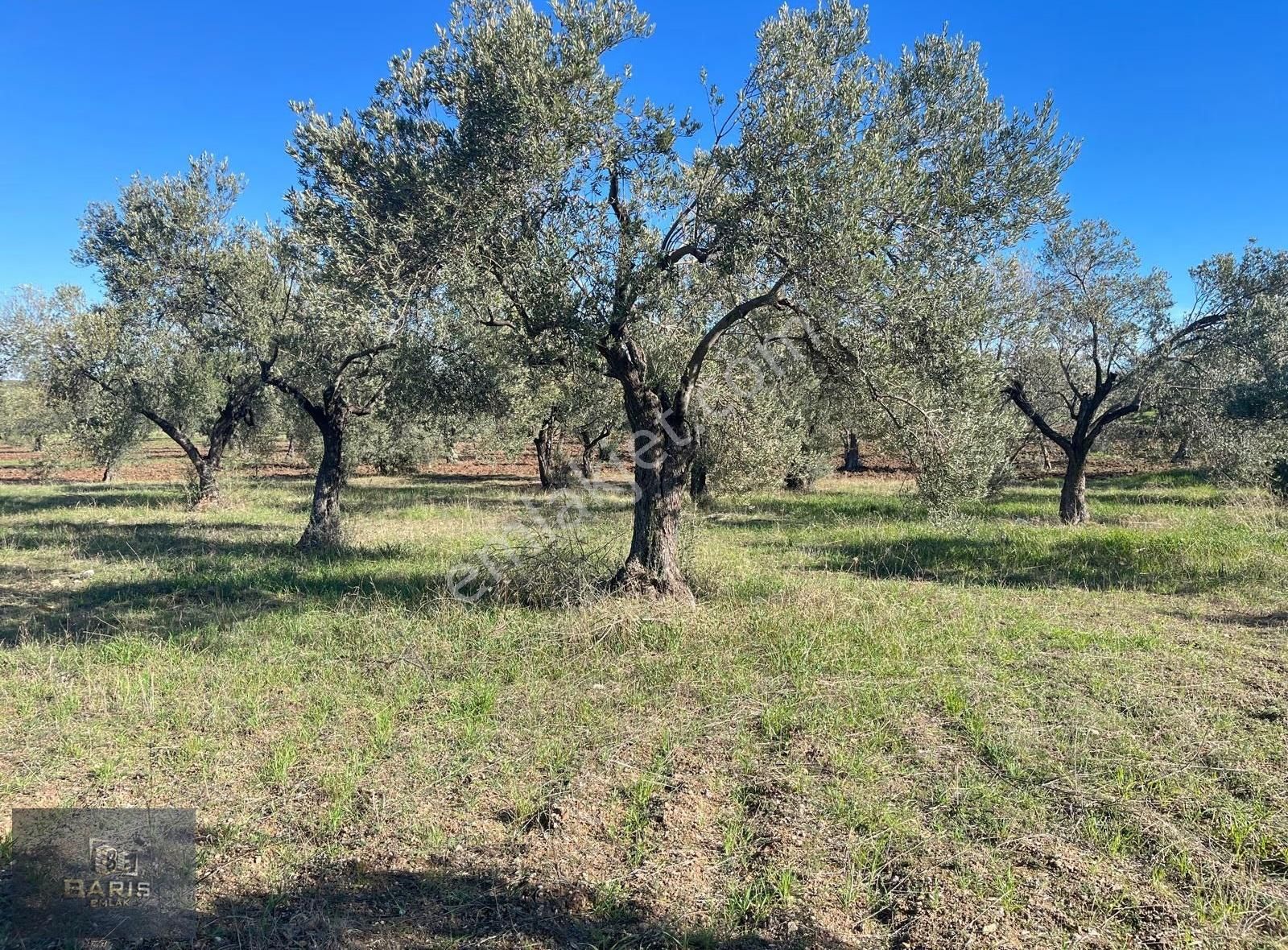 Çanakkale Geyikli Hürriyet Mahallesinde Satlık Kupon Zeytinlik - Görsel 18