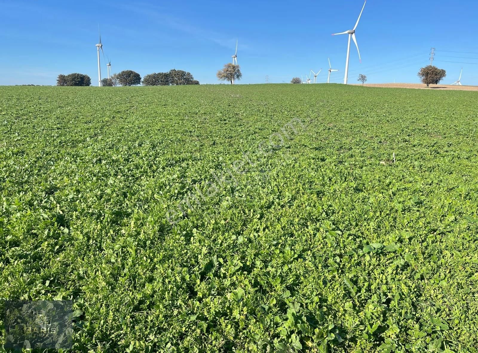 Çanakkale Ezine Üvecik Köyünde Satılık Tarla - Görsel 14