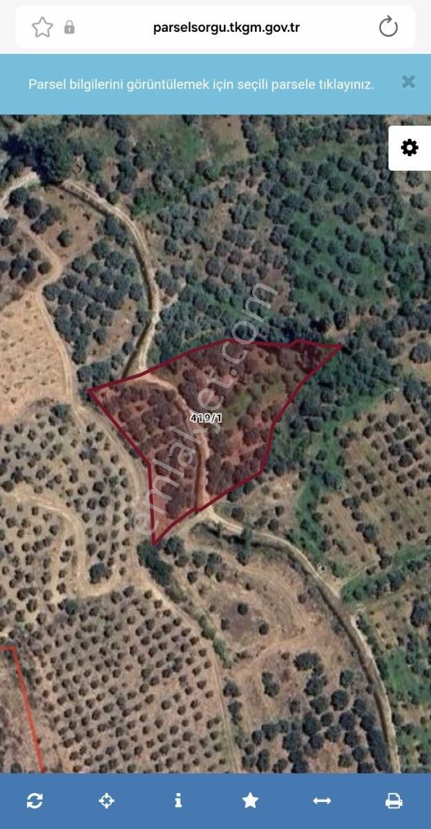 Şentürk Gayrimenkul | Karacasu Yenice | 4.233 M2 Zeytinlik