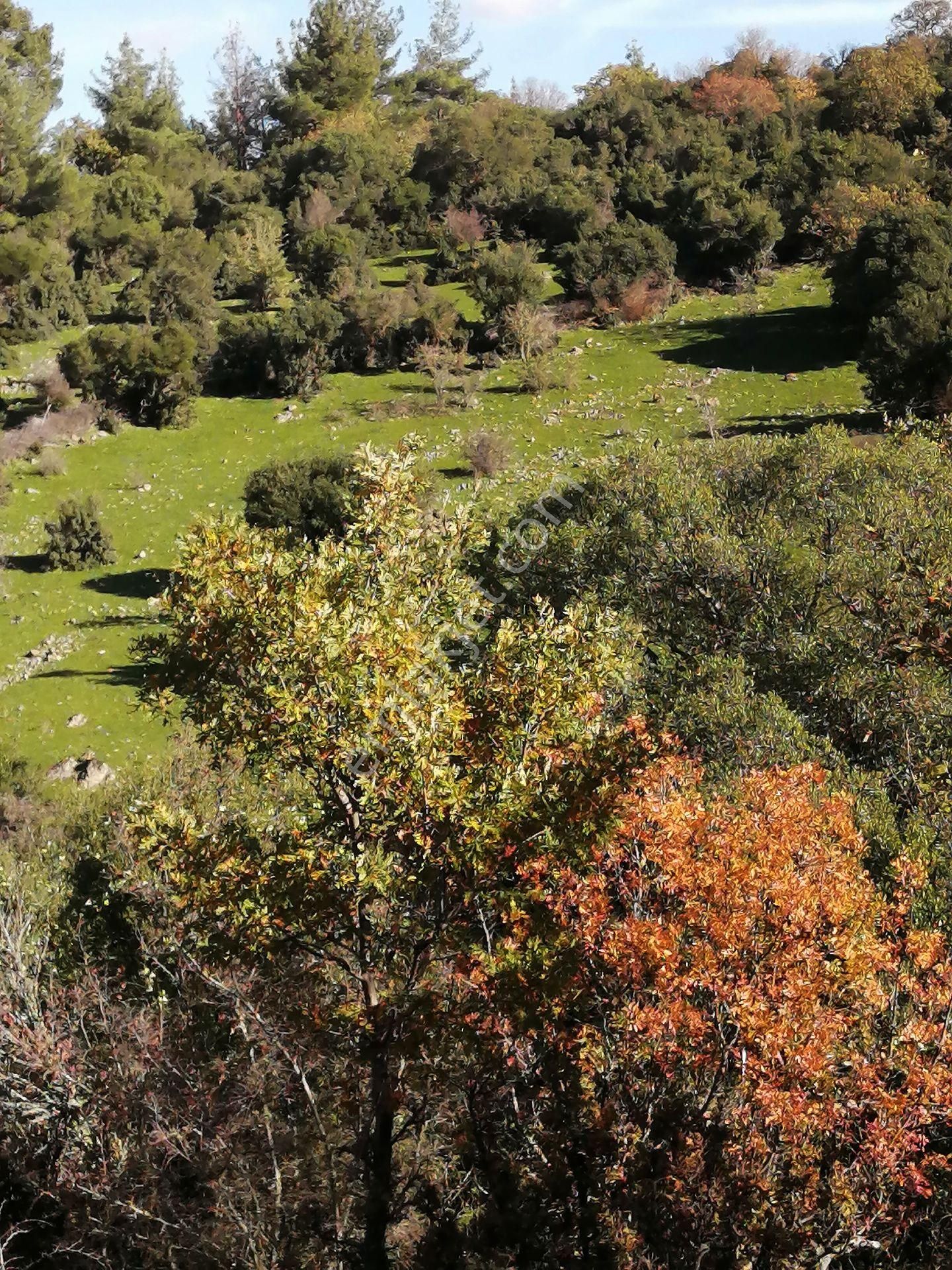 Uygun Fiyatlı Arazi - Görsel 5