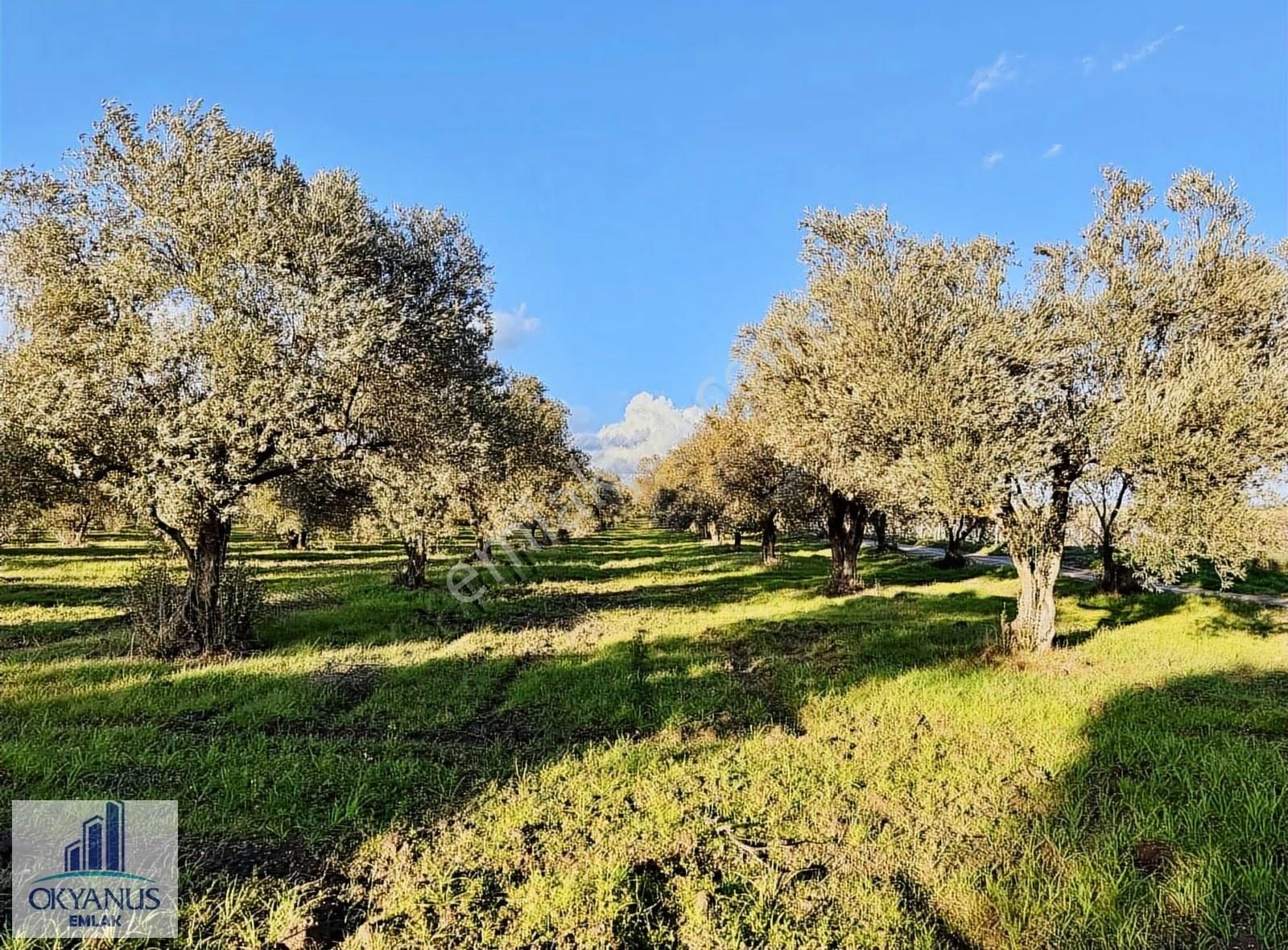 Saruhanlı Da 20.000 M2 Zeytinlik, R. Yola Sıfır , 270 Adet Ağaç - Görsel 9
